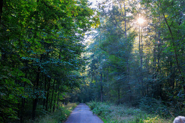 Sun rays fall on a road with autumn trees on the roadside