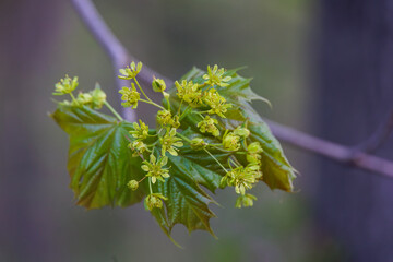 Close up of flower umbel of Norway maple in bloom