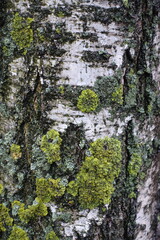 Multicolored lichen on white bark of weeping birch