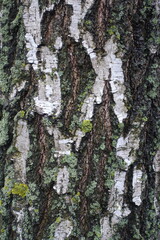 Texture of white bark of weeping birch covered with lichen