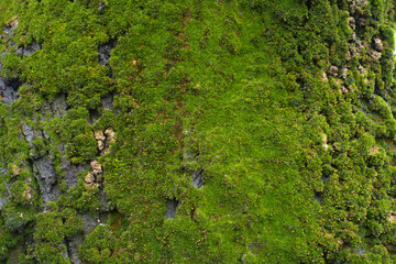 Backdrop - lush green moss on bark of linden