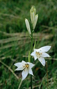 Paradisia liliastrum, Lis des Alpes