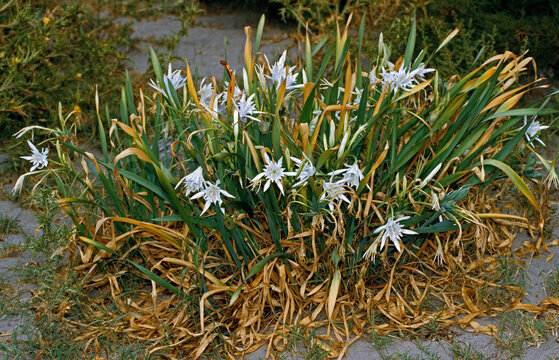 Paradisia liliastrum, Lis des Alpes