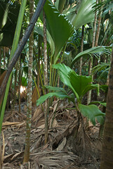 coco de mer, Lodoicea maldivica, vallée de Mai, ile de Praslin, .Parc National, Patrimoine Mondial de l'UNESCO, Seychelles