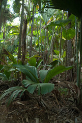 Obraz premium coco de mer, Lodoicea maldivica, vallée de Mai, ile de Praslin, .Parc National, Patrimoine Mondial de l'UNESCO, Seychelles