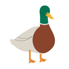 Cute mallard duck, hand drawn vector illustration in flat design