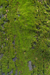 Dense cover of green moss on bark of linden tree