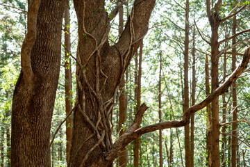美しい森の中