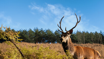 Red deer in the forest, nature, male, large horns, antlers