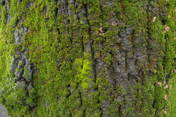 Wet bark of linden tree covered with lush green moss