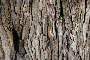 Background - dry brown bark of oleaster tree