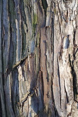 Dry surface of scaly bark of oleaster tree