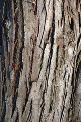 Red bug on dry brown bark of oleaster tree