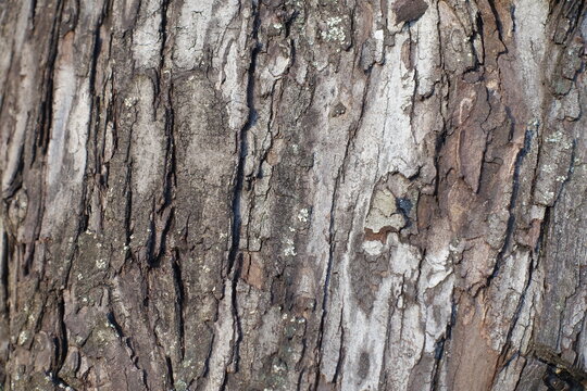 Macro of dry scaly bark of oleaster tree