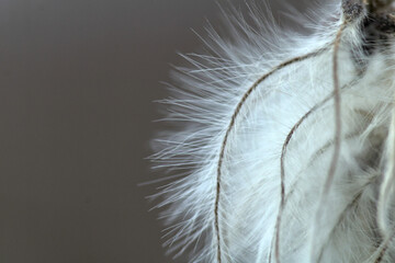 closeup of fluffy hairy plant