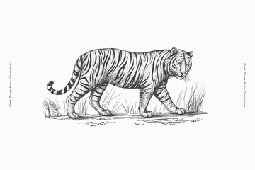 African tiger in the grass in engraving style. Big wild cat hand drawn on a light background. Predatory wild animal of the savannah in vintage style. Vector retro illustration.