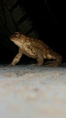 frog