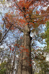 Autumn oak trees in the park