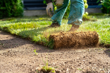 Person meticulously unrolls fresh strip of sod on prepared soil bed in their lush backyard, under soft glow of afternoon sun - obrazy, fototapety, plakaty