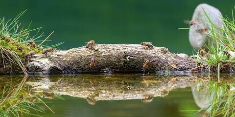 Bees on a stick by the water. Reflection on the water. Czechia. 