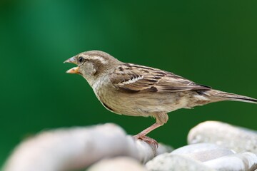House sparrow, female standing on a stick near stones, threatening. Czechia.