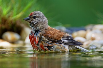  Linnet, Carduelis cannabina, male bathes in the water of the bird's water hole. Czech Republic.