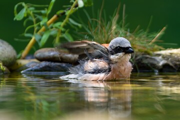  Red-backed shrike (Lanius collurio) bathes in the water of the bird's water hole. Splashing water. Czech Republic. 