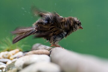 Sparrow stands on a stick, shakes water from its feathers. Czech Republic.