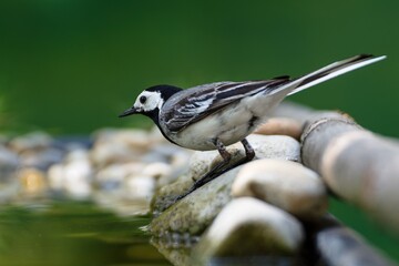 White wagtail, Motacilla alba on the stones by the water. Czechia.