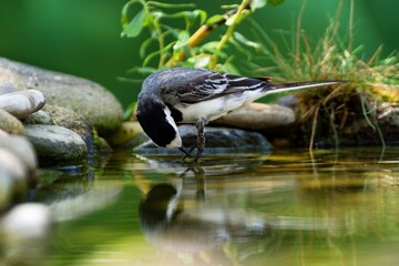 White wagtail, Motacilla alba looks into the water. Czechia. 
