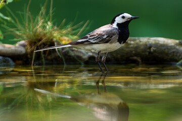 White wagtail, Motacilla alba stands in the water. Reflection on the water. Czechia.