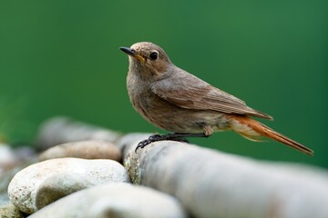 Young black redstart ( Phoenicurus ochruros) stands on a stick by the stones. Czechia. 