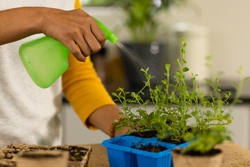 Midsection of biracial woman watering seedlings in seed trays on worktop
