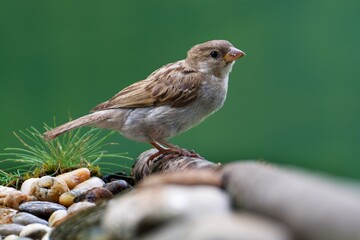 Young sparrow stands on a stick by the water with stones and grass. Czechia.