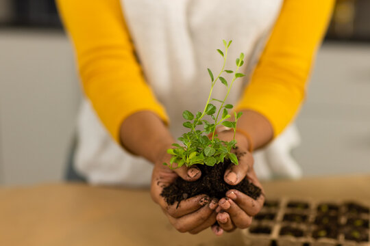 Midsection of biracial woman holding seedling in soil over worktop