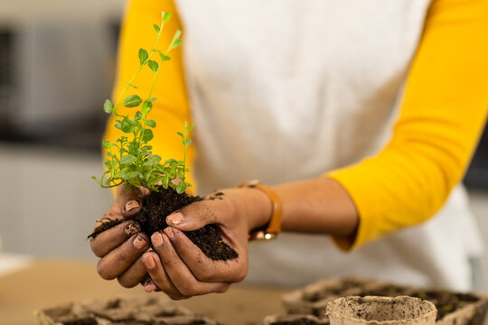 Midsection of biracial woman holding seedling in soil over worktop