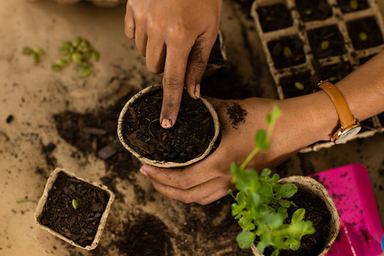 Hands of biracial woman planting seedlings and seeds in biodegradable starter pots on worktop