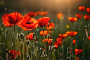 Gordijnen red poppy field © rabia