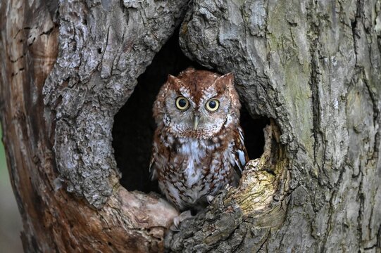 Close-up of an owl perched inside a hollow tree