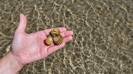 A hand holds several small, ridged seashells over clear, shallow ocean water, conveying a concept of ocean discovery or beach vacation