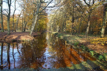 Forest in autumn with reflection of the trees in the water, path. November near the village of Bergen, Netherlands