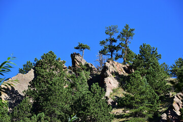a very tall pine tree standing on top of a rocky mountain