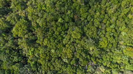Aerial view of a dense, green forest canopy, symbolizing environmental conservation or Earth Day