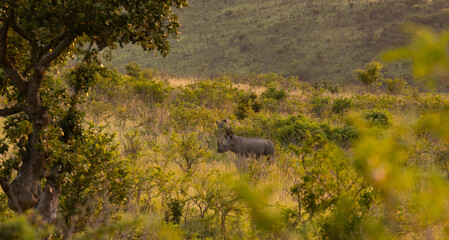 Nashorn im Naturreservat Hluhluwe Nationalpark Südafrika