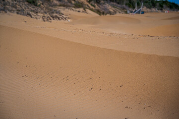 The wild beach of Lignano Sabbiadoro Dune coasts before the arrival of tourists.