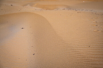 The wild beach of Lignano Sabbiadoro Dune coasts before the arrival of tourists.