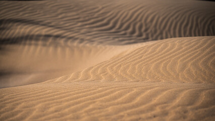 The wild beach of Lignano Sabbiadoro Dune coasts before the arrival of tourists.