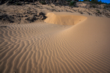 The wild beach of Lignano Sabbiadoro Dune coasts before the arrival of tourists.