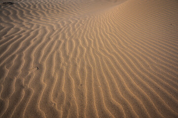 The wild beach of Lignano Sabbiadoro Dune coasts before the arrival of tourists.