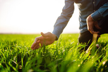 Farmer hand touches green leaves of young wheat in the field. Ripening ears of wheat field....